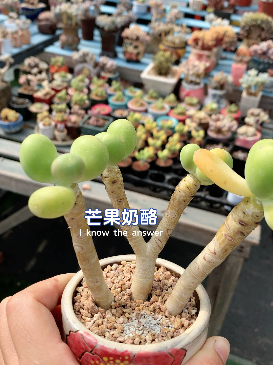夏季必买之芒果奶酪,金蝉美人,潘多拉美人