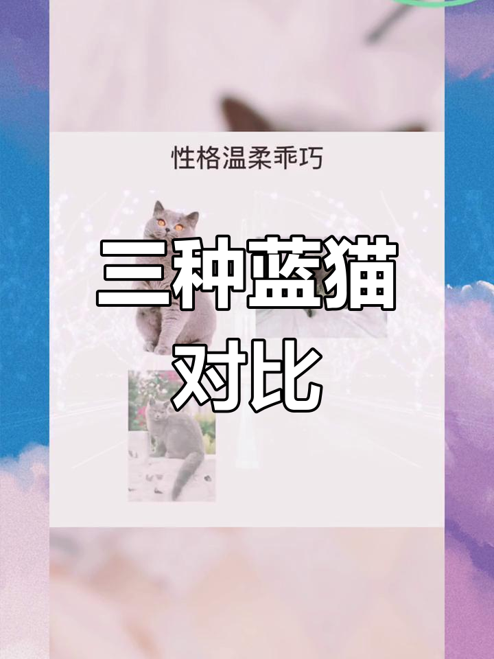 蓝猫品种大揭秘,哪个最吸引你?