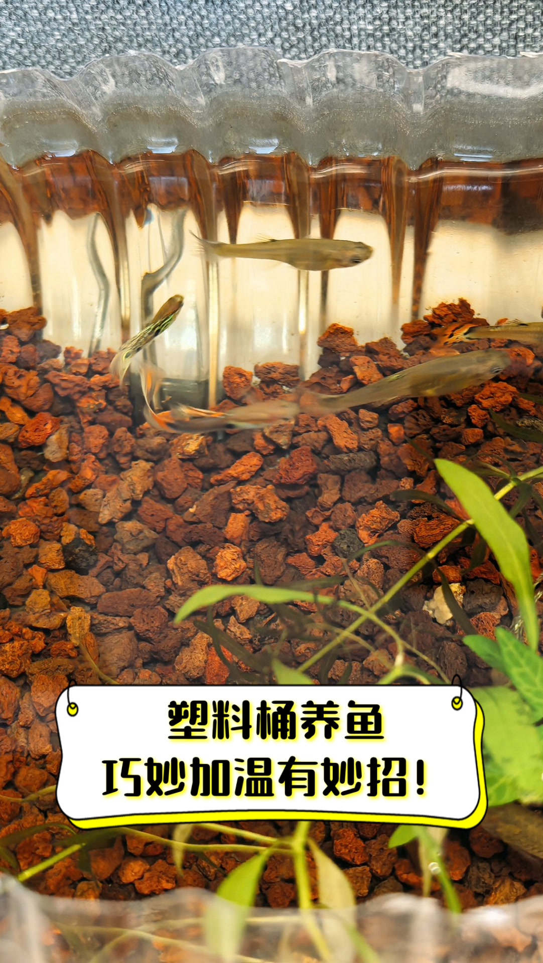 塑料桶养鱼,巧妙加温有妙招!