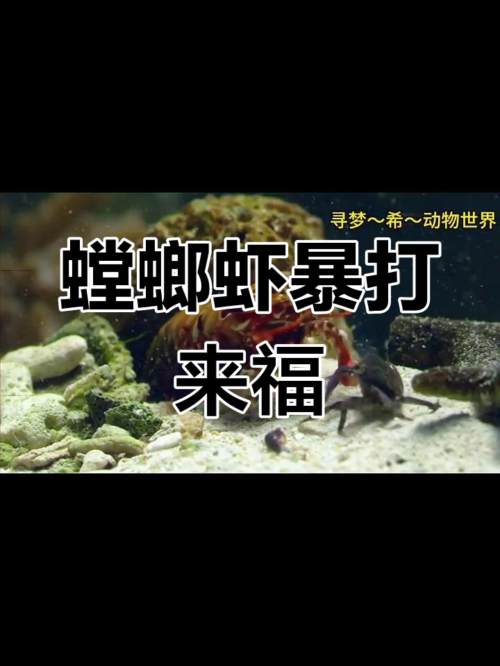 螳螂虾捕猎如闪电,锤击螃蟹瞬间秒杀