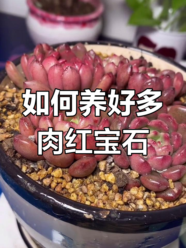 红宝石多肉养护全攻略:光照、浇水、通风一网打尽
