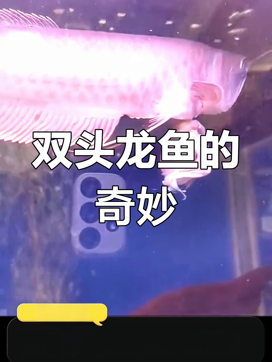 罕见双头龙鱼,眼睛会动的奇特生物