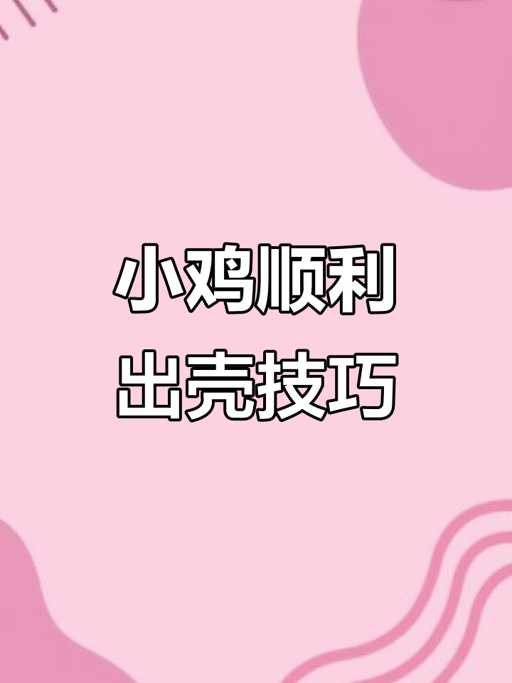 小鸡孵化20天,啄壳出壳率100%的秘诀