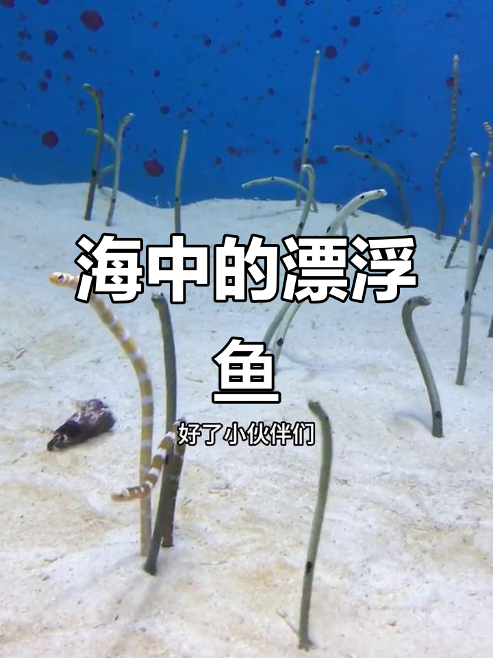 不会游泳的鱼,如何在海洋中生存?