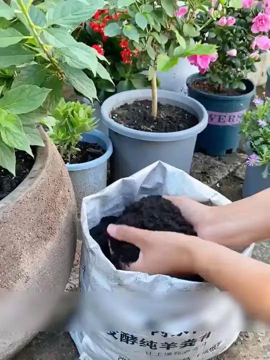 养花种菜施肥 立秋了,都要给家里的花卉绿植,蔬菜水果施一波秋肥,秋肥用这个有机肥就很合适 