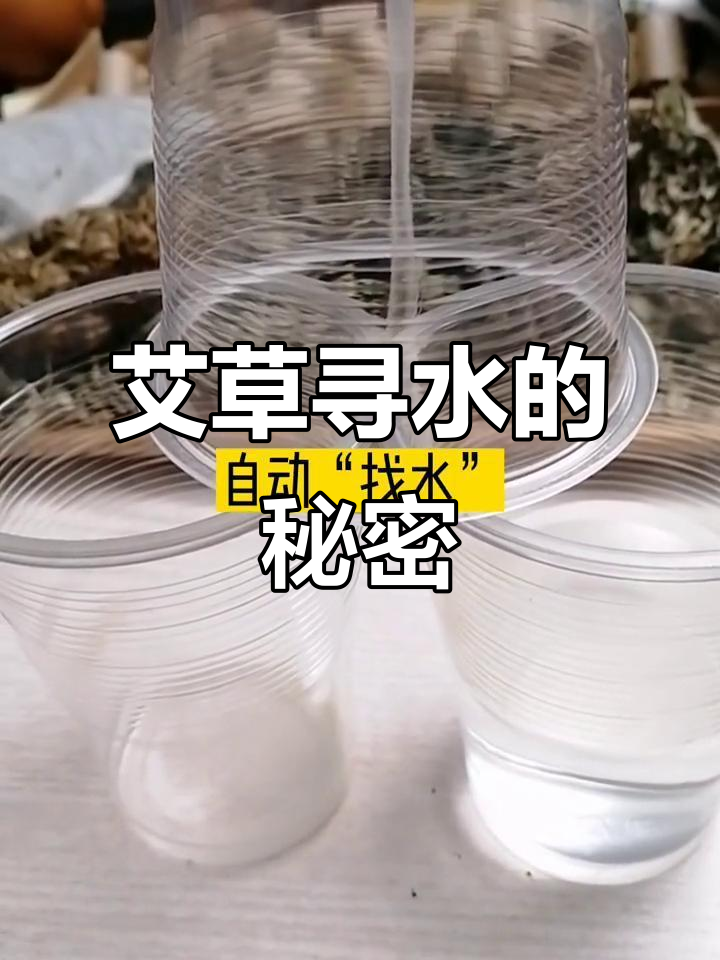 艾草如何“找水”?传统熏蒸消毒的奥秘