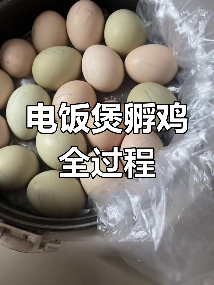 用电饭煲成功孵出小鸡,21天孵化全过程揭秘