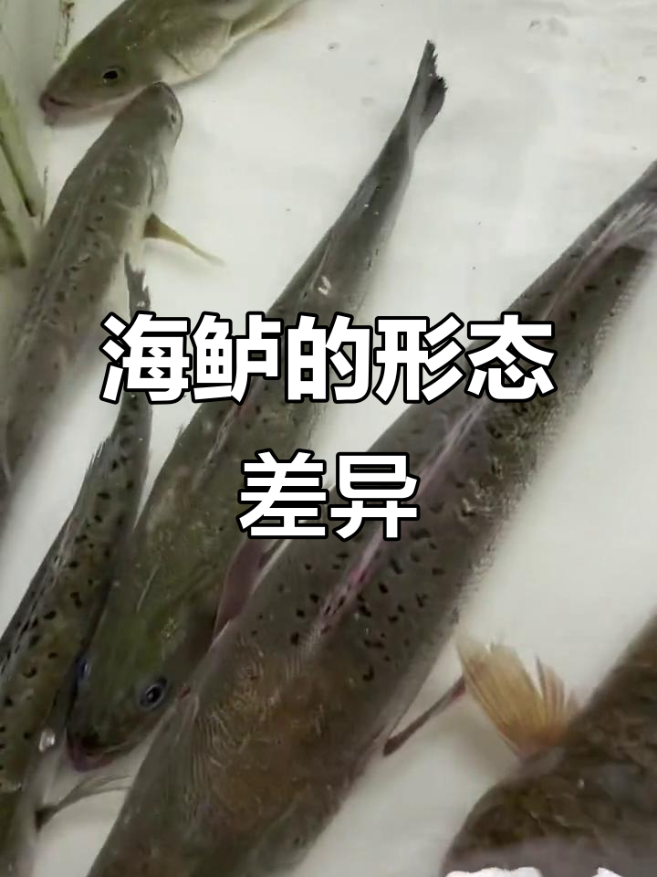 野生海鲈与养殖鲈鱼的区别：体型、颜色一览无余