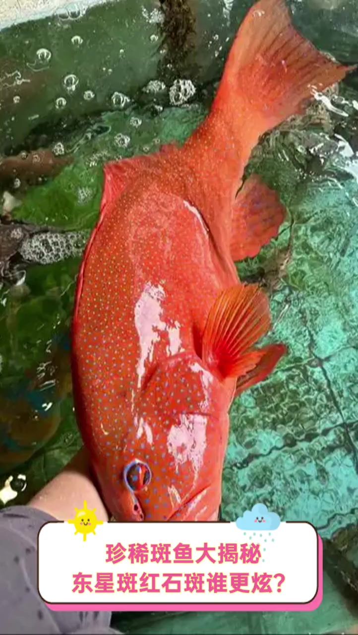 珍稀斑鱼大揭秘,东星斑红石斑谁更炫?