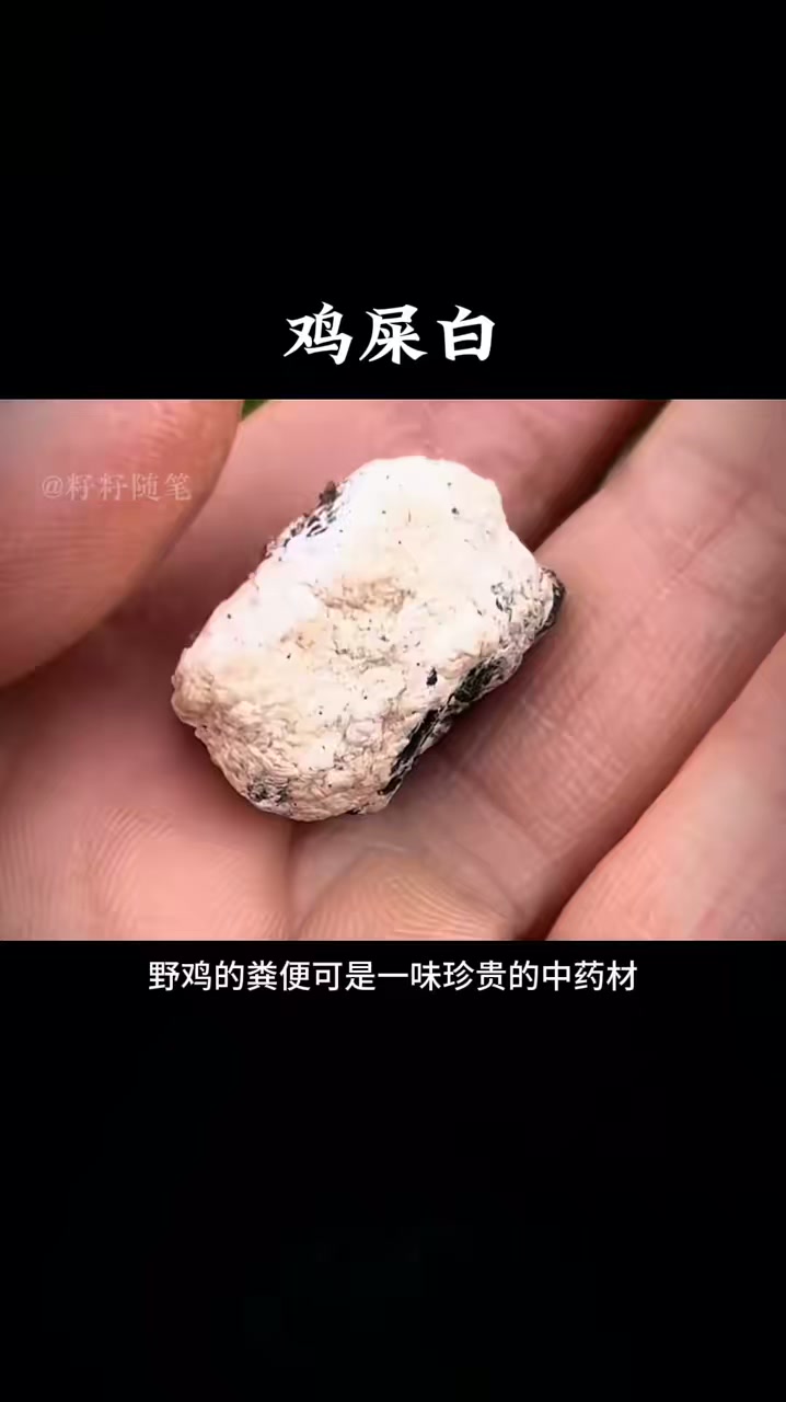 没想到鸡屎白也是一味本草,可惜现在难遇有价值的鸡屎白了