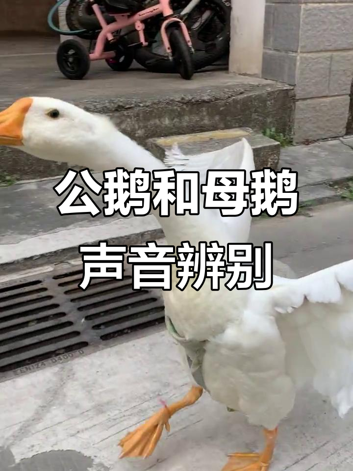 你能分辨出这是公鹅还是母鹅的声音吗?