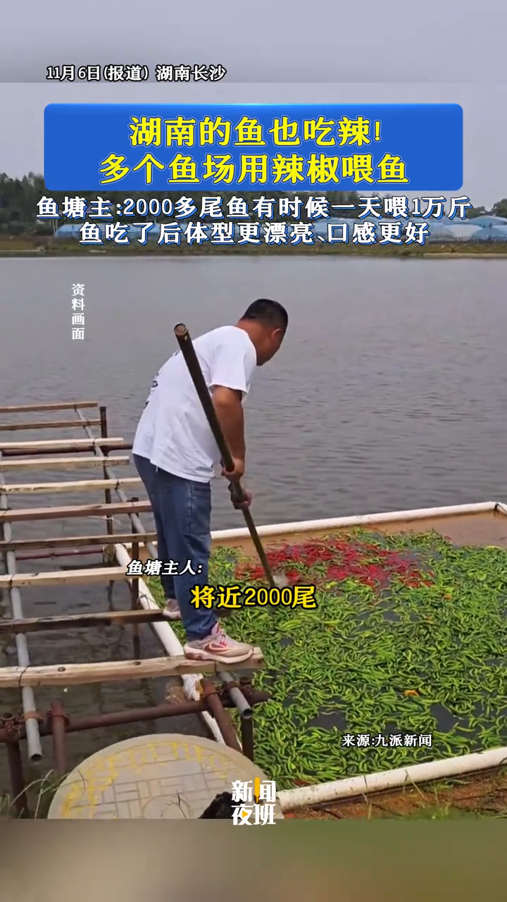 湖南的鱼也吃辣!多个鱼场用辣椒喂鱼