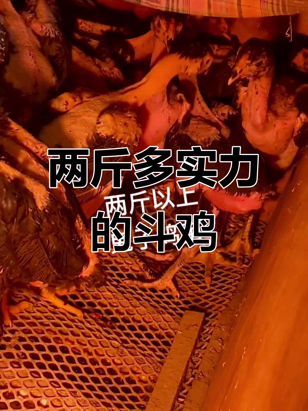 鬼子斗鸡苗，两斤以上实力派！