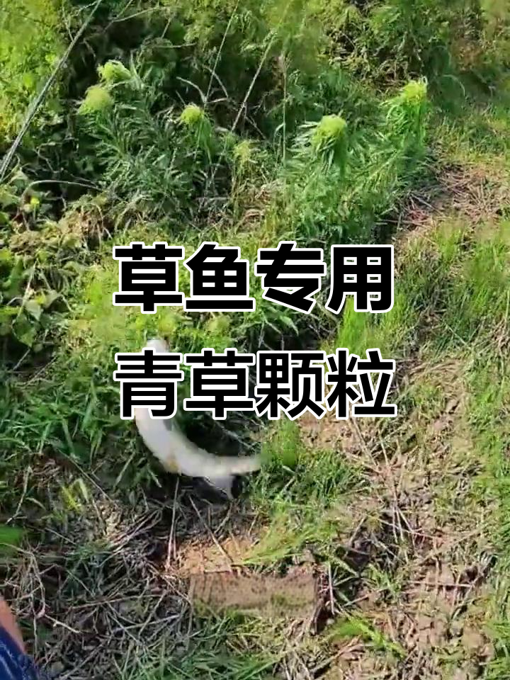 草鱼最爱吃的青草颗粒饵料,钓浮钓底都能用