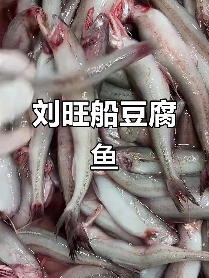 新鲜豆腐鱼,活脱脱的鲜美口感!
