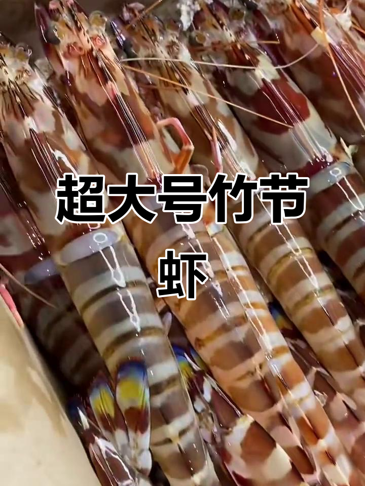 超大竹节虾来袭，鲜活美味不容错过