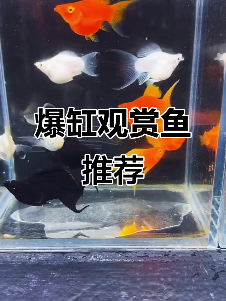 这些观赏鱼繁殖力惊人，新手也能轻松饲养！
