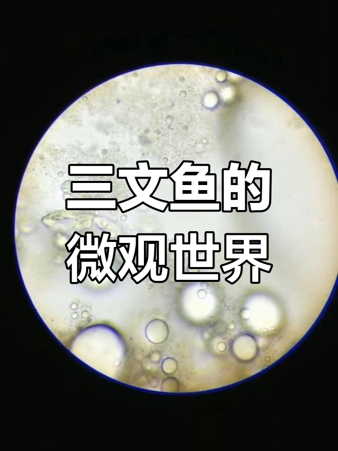 显微镜下看三文鱼,原来它长这样!