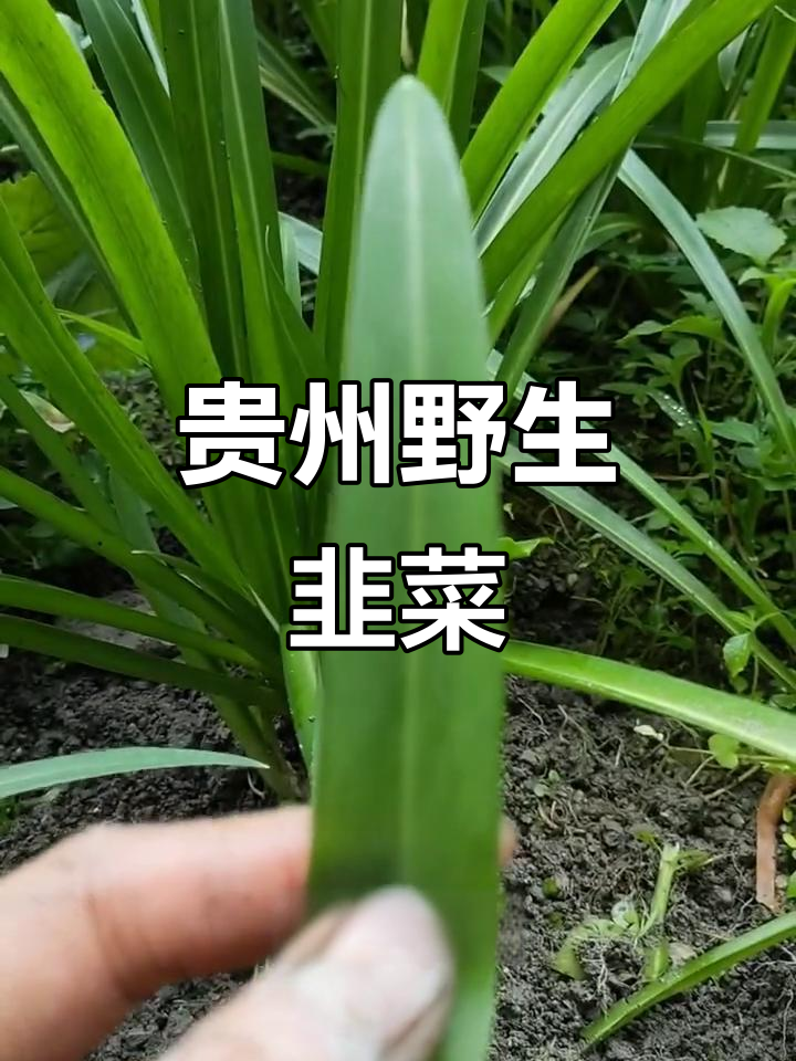 贵州深山野韭菜,宽大叶直立生长,南北皆宜种