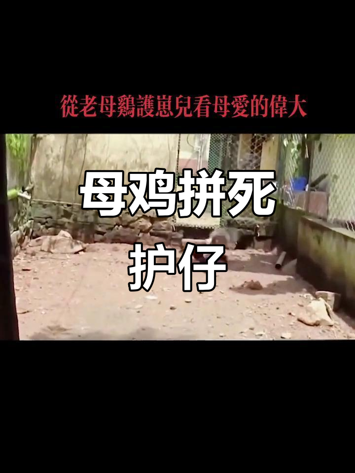 母鸡勇斗乌鸦,保护小鸡生死时速