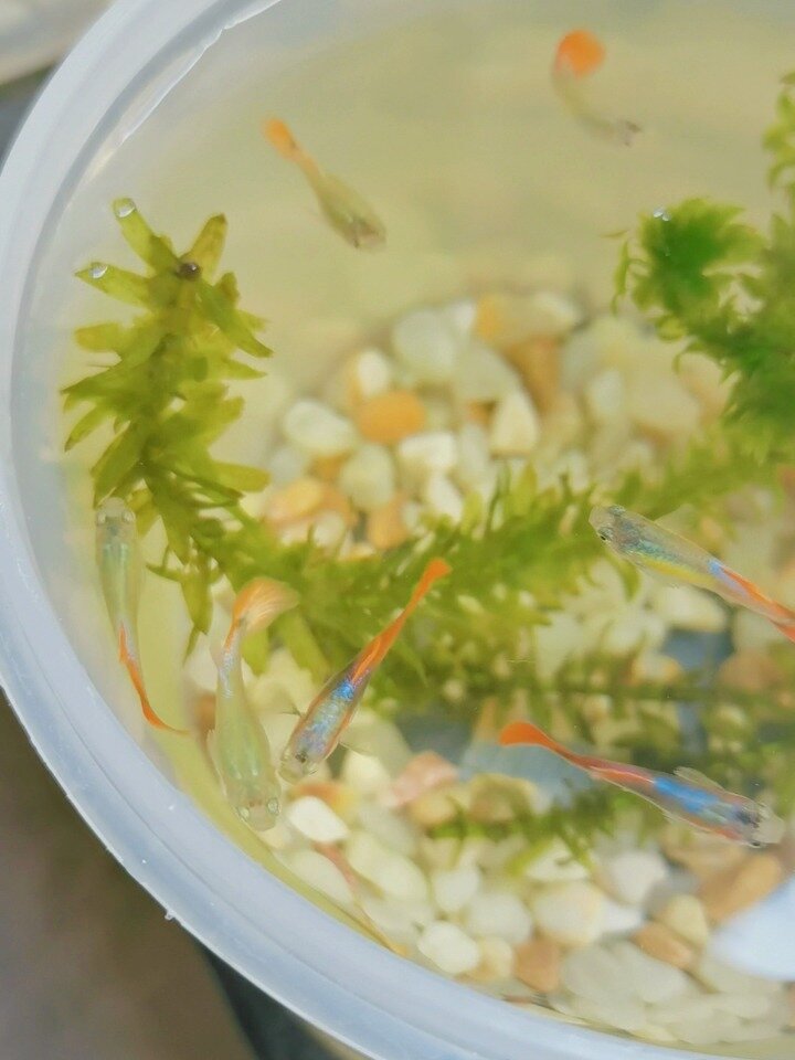 公鱼追母鱼啦~