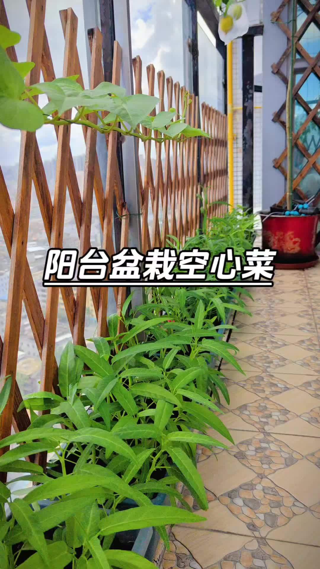 阳台种菜 盆栽 空心菜 种植小技巧