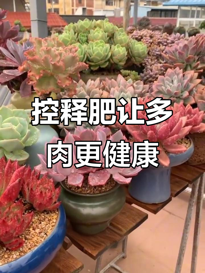 多肉植物只浇水不施肥,半年就枯萎?试试这个方法让它重生
