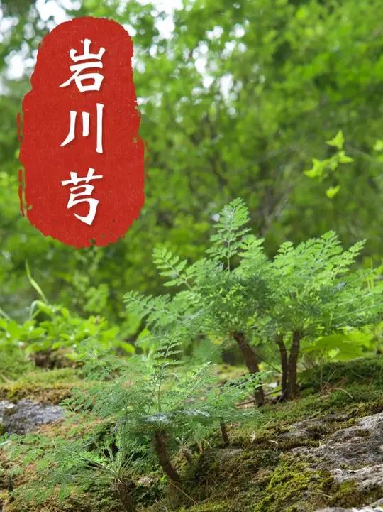 岩川芎,生长在悬崖峭壁上的植物。它像是金庸笔下隐居深山的侠客,武功高强,但与世隔绝,野生种