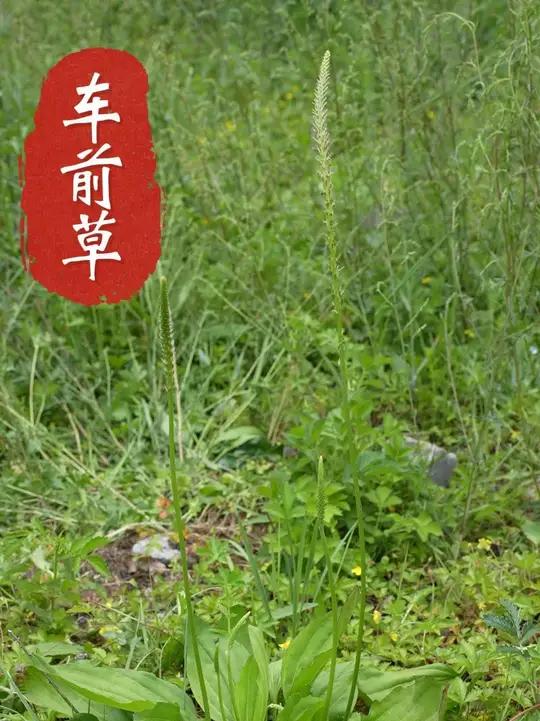 车前草,以前的农村马路中间最常见的田间杂草。农村好多地方叫它猪耳朵草,多么土气的名字。但就