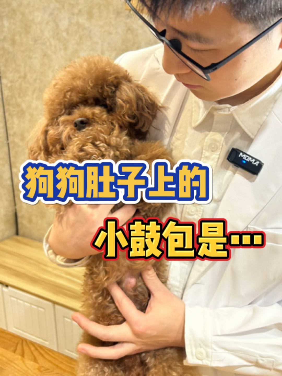 为什么狗狗肚子上有个小鼓包