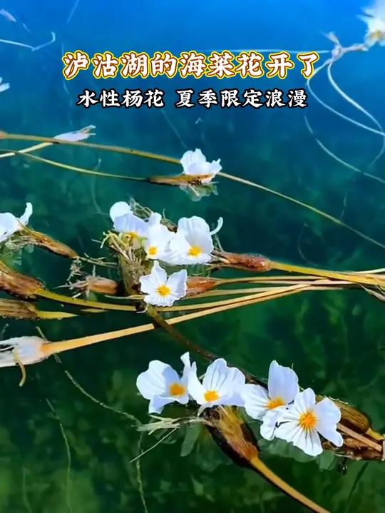 泸沽湖的海菜花开了，水性杨花，夏季限定浪漫