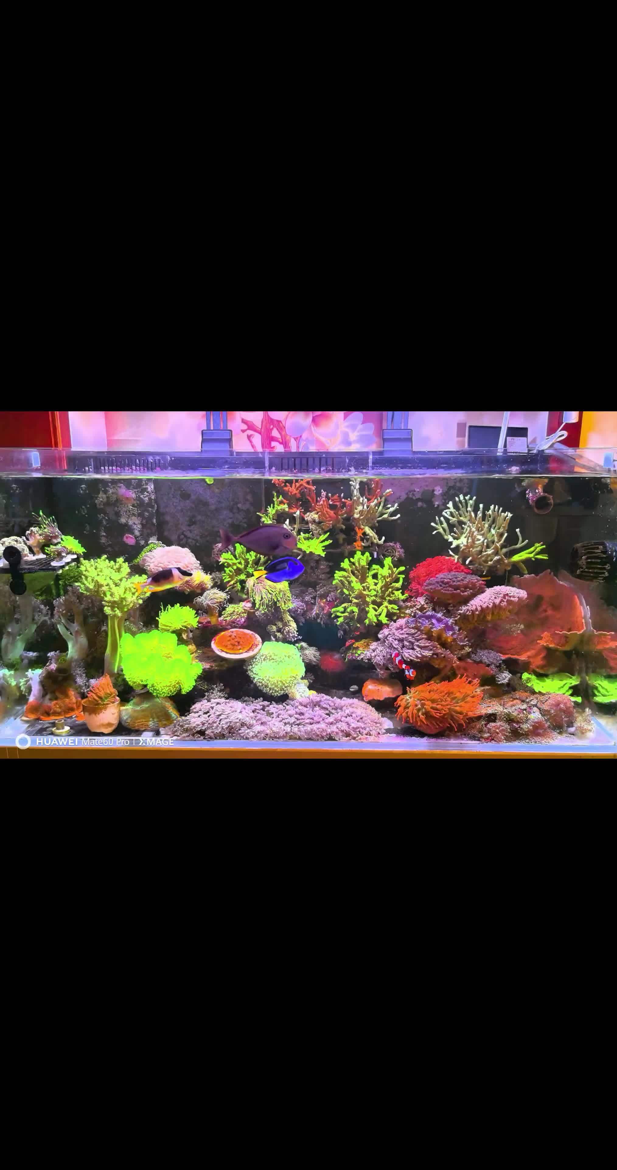 骑士入海,谁主沉浮?新鱼入缸咯!时隔一年多再次挑战骑士,原因是养了近两年的紫吊在今天喂食时