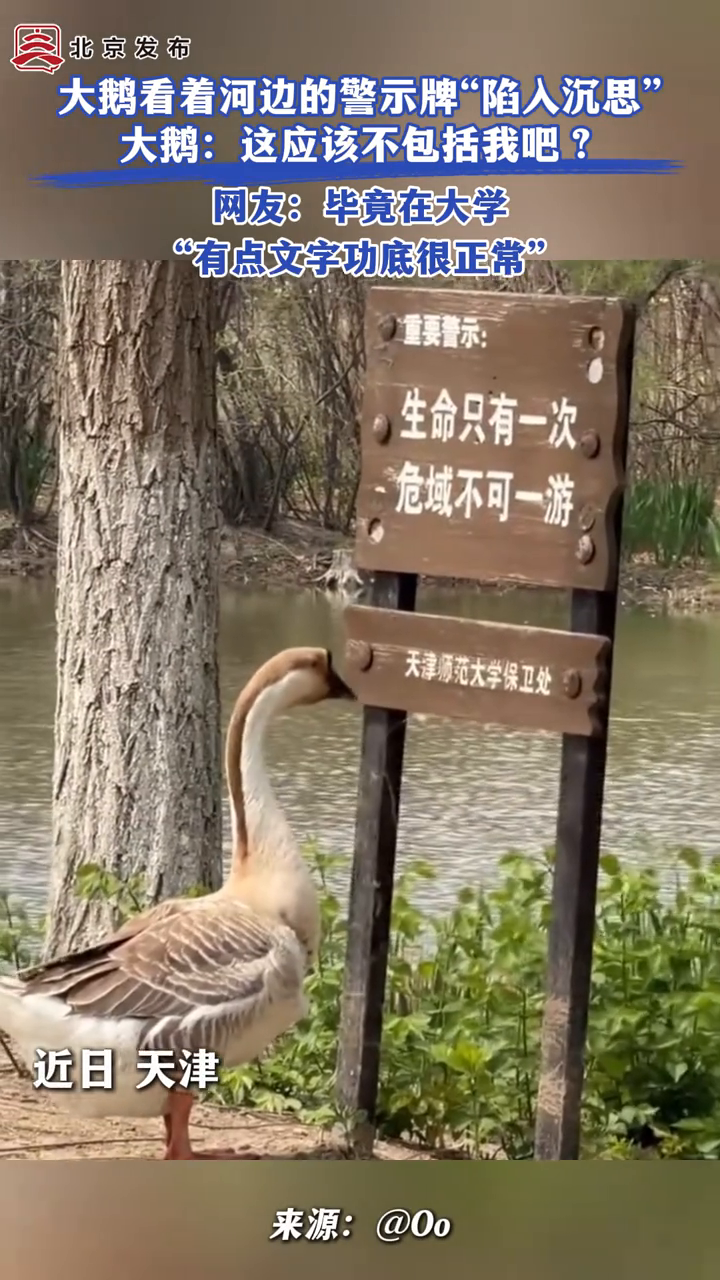 大鹅看着河边的警示牌“陷入沉思”。大鹅：这应该不包括我吧？