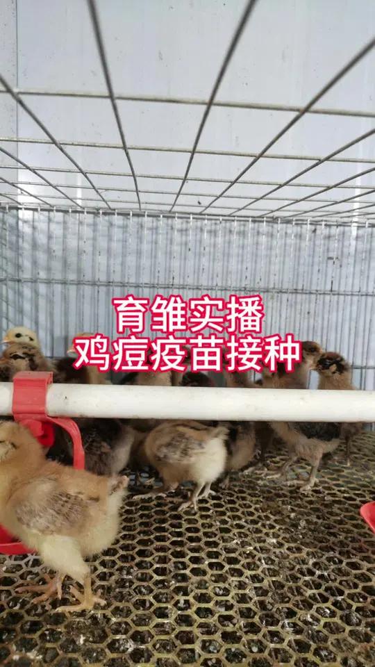 小鸡育雏实播,鸡痘疫苗接种