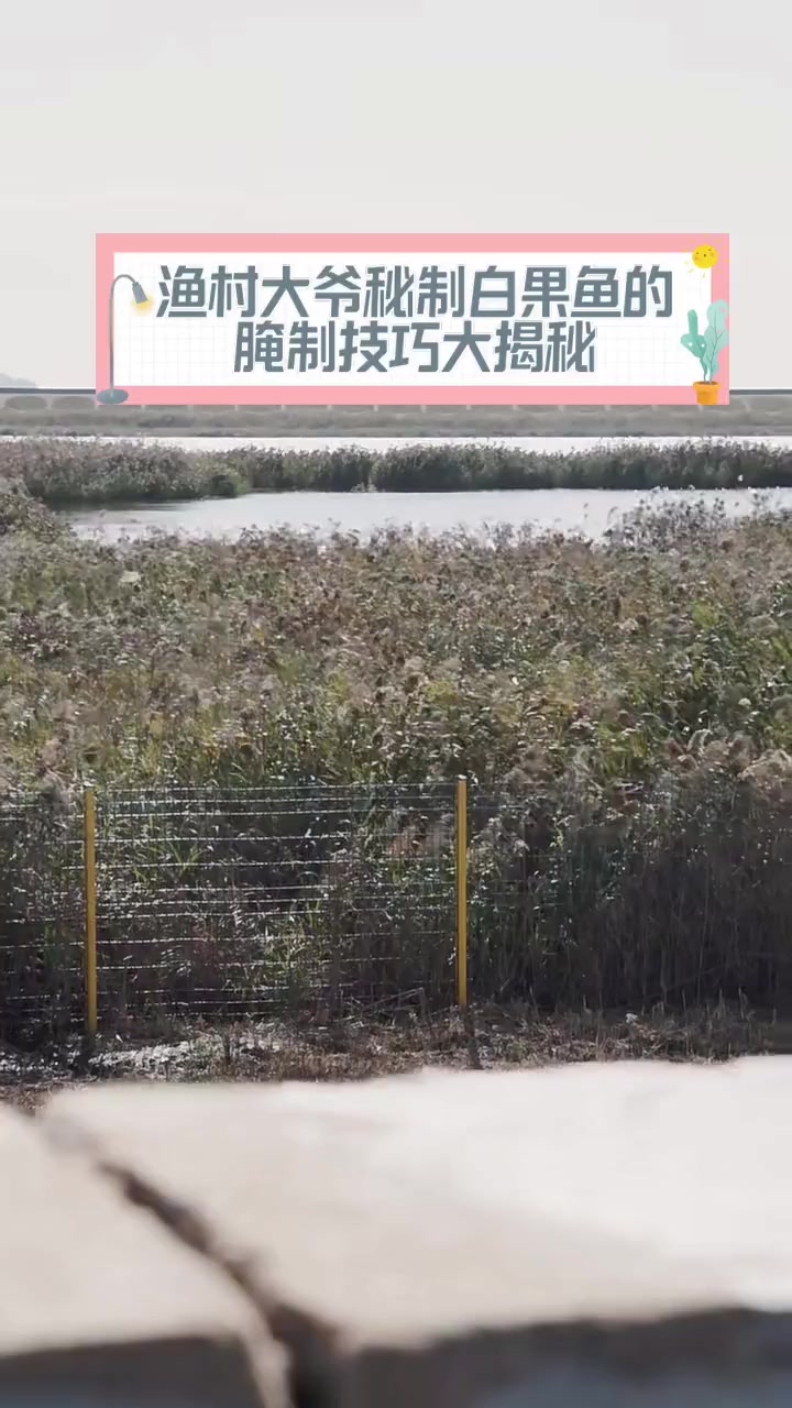 渔村大爷秘制白果鱼的腌制技巧大揭秘