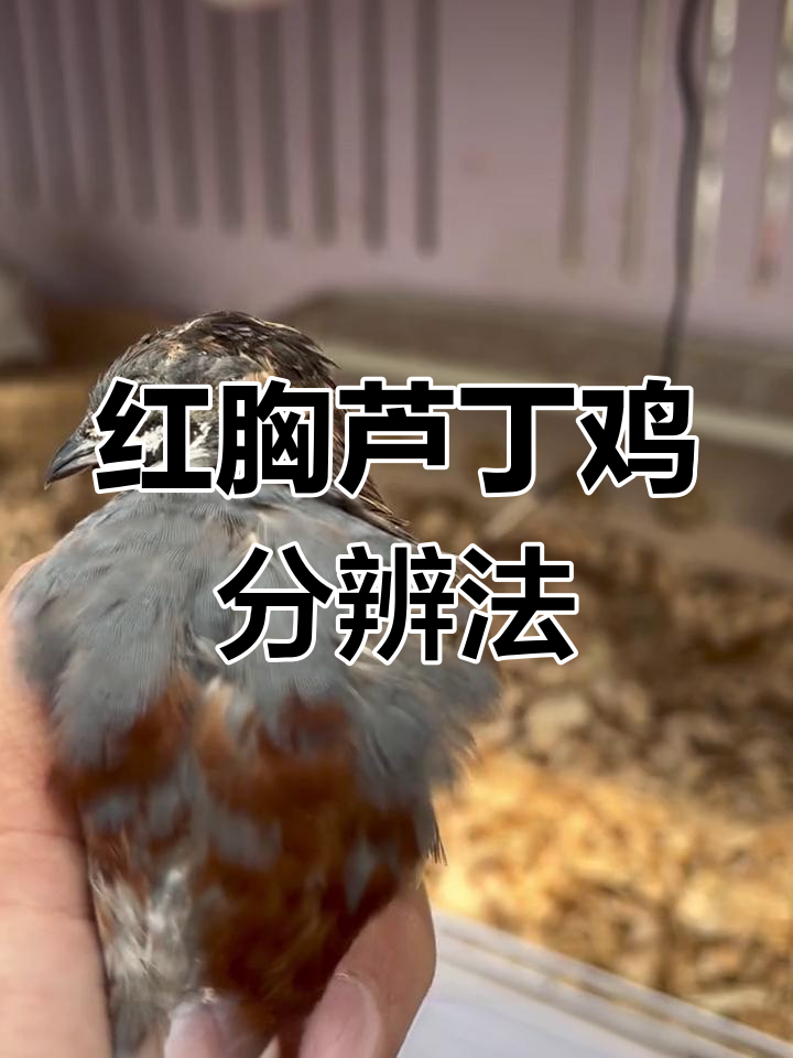 芦丁鸡红胸系列公母辨别技巧