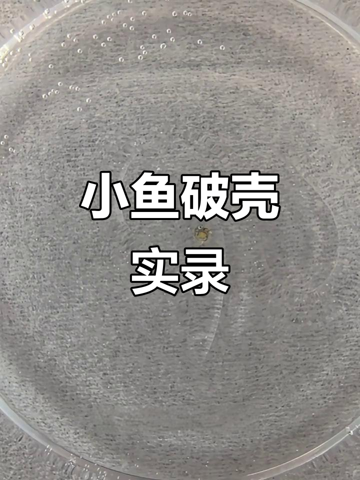 观背青鳉鱼卵孵化全过程,小鱼破壳瞬间超萌