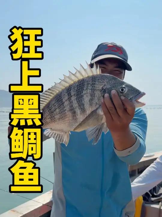 花1200包船出海钓鱼,这种鱼获你们说值不值?这鱼情太疯狂了 #出海钓鱼 #黑鲷鱼 #台山