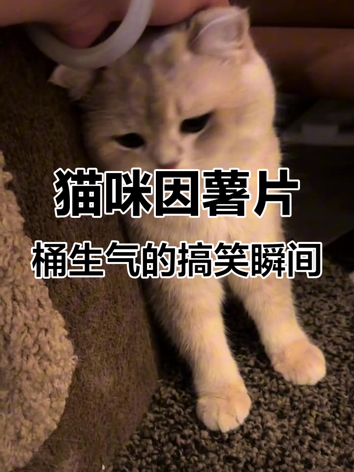 小猫被薯片桶逗生气,肖胖气得躲起来不愿理人