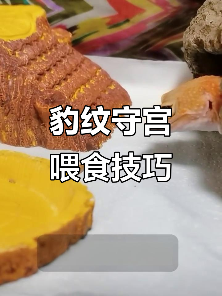 豹纹守宫日常喂养:面包虫与麦麸馒头搭配,营养又方便