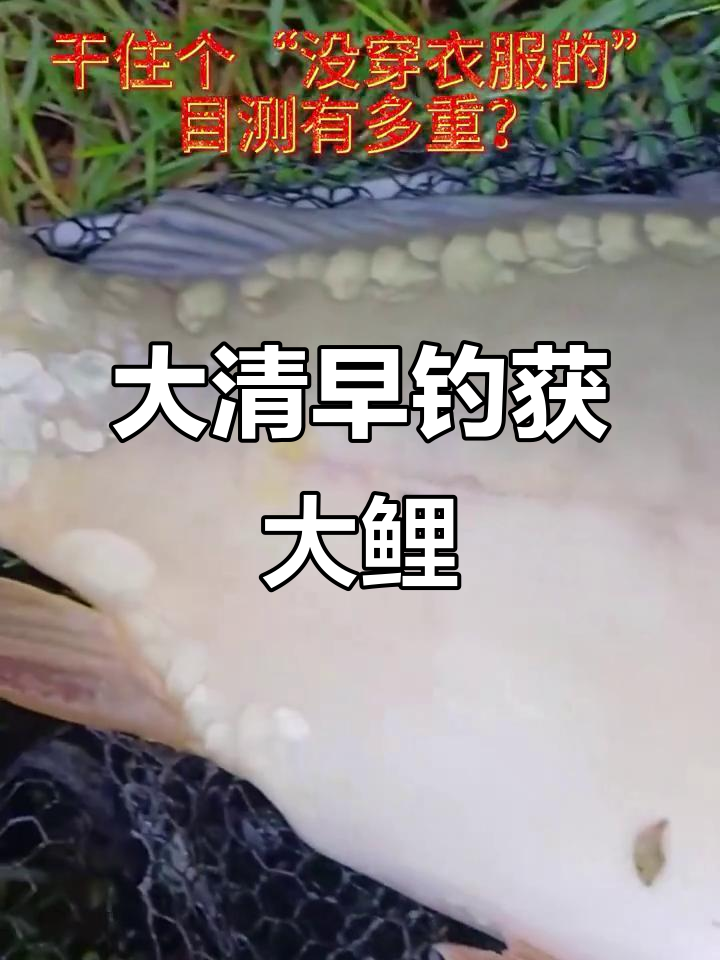 清晨钓友捕获“裸体”鲤鱼,重量惊人!