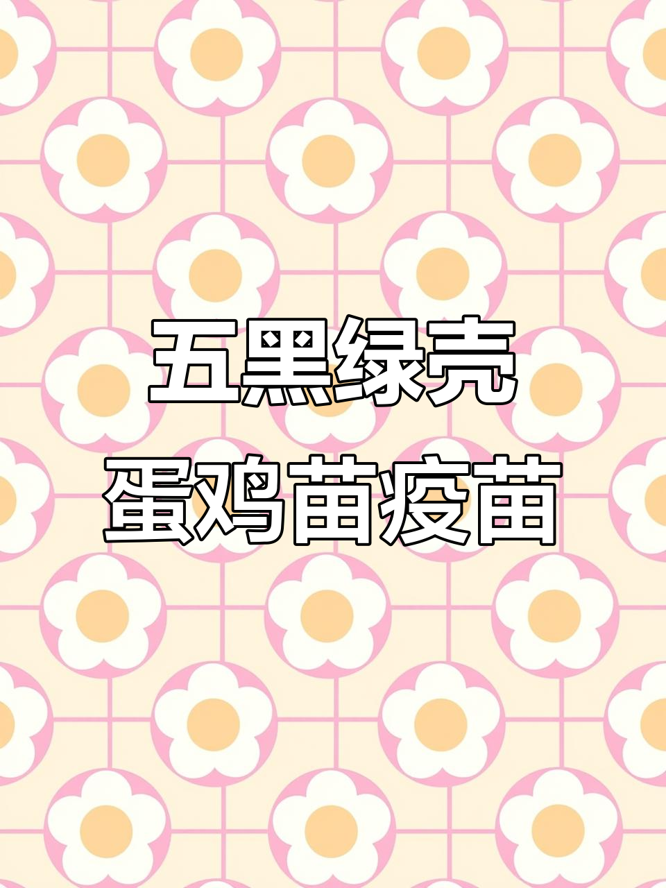 云南蒙自客户疫苗接种,脱温五黑绿壳蛋鸡苗与芦花鸡苗健康保障