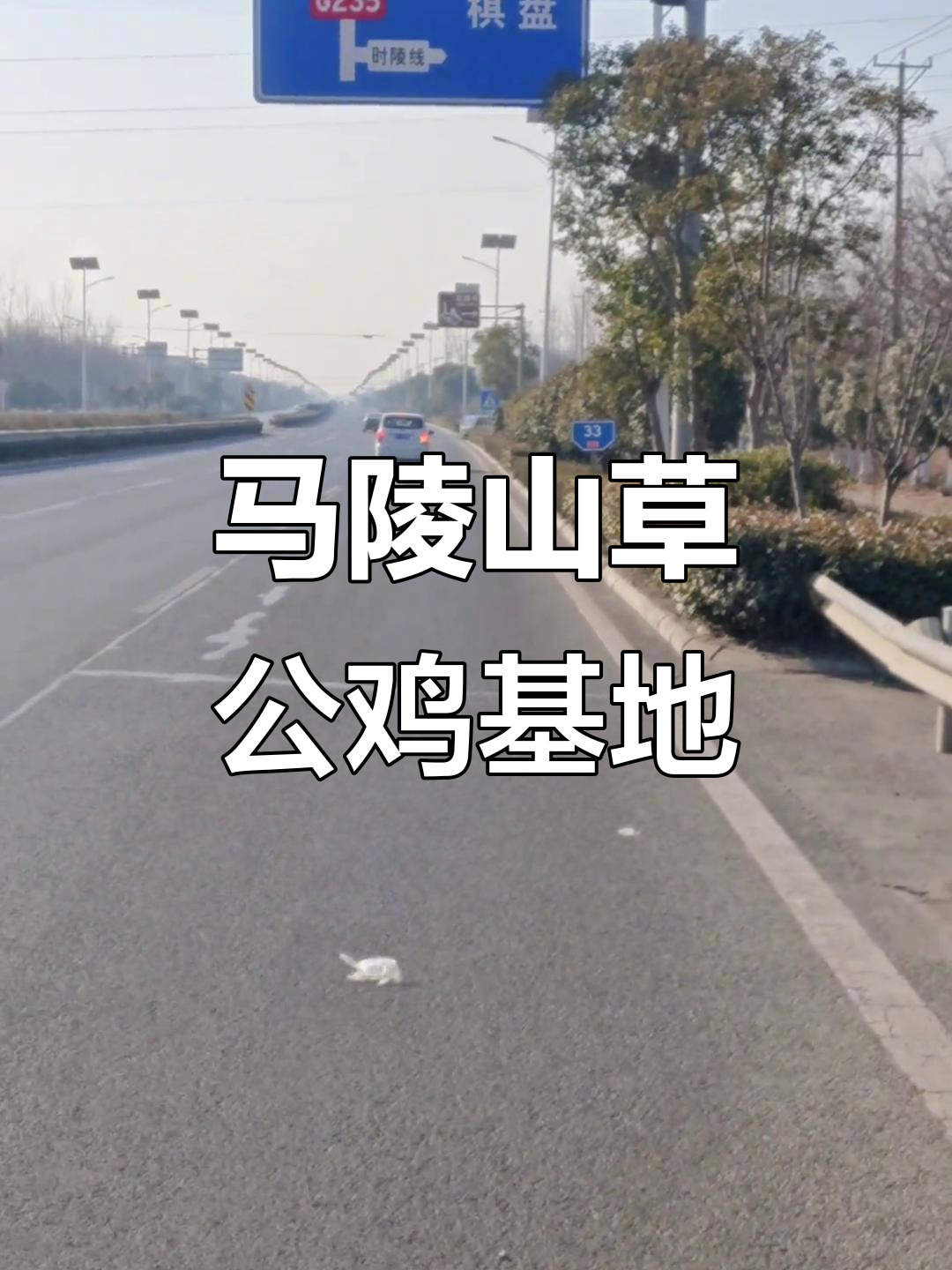 马陵山散养草公鸡基地探秘,红林寺与蜜蜂的奇妙之旅