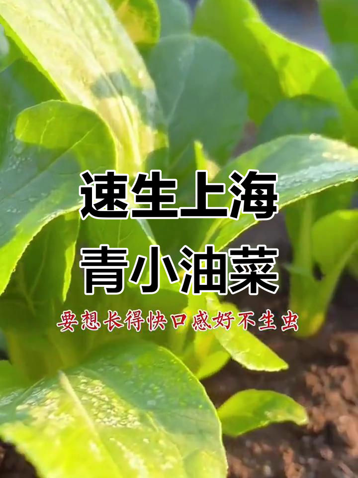 上海青小油菜，三天发芽二十天就能吃，简单又快速