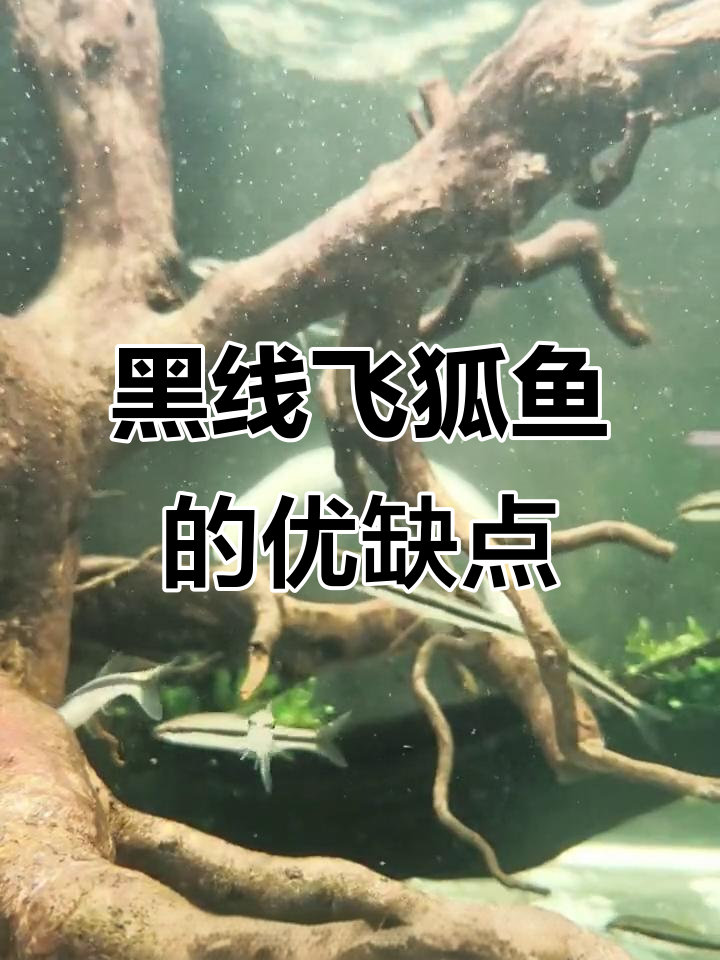 黑线飞狐鱼:优点与挑战并存,适合草缸维护