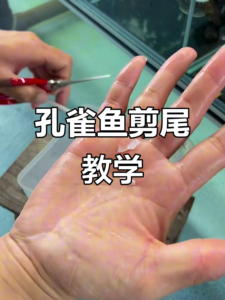 孔雀鱼剪尾技巧,如何避免操作失误