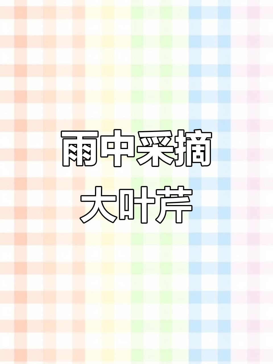 雨天采山野菜,大叶芹成片生长让人惊艳