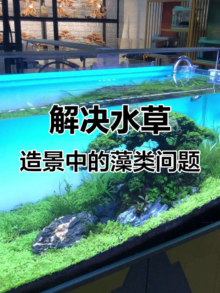 草缸长藻原因分析,工具鱼虾帮你解决