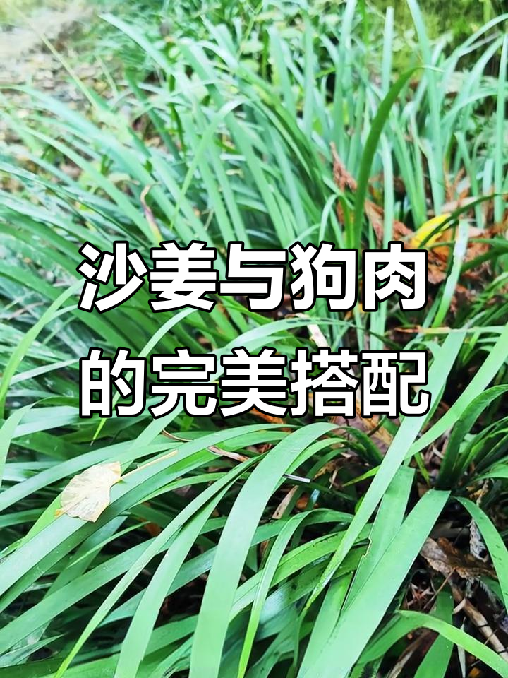 沙姜炒狗肉,味道绝配!