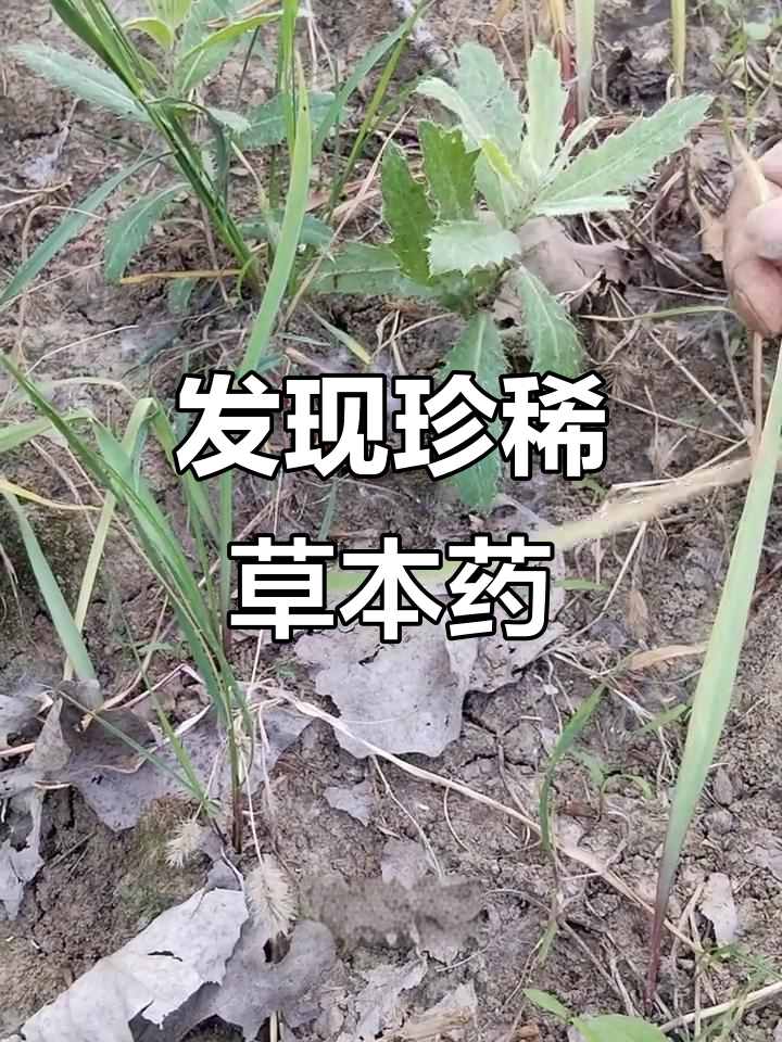 路边偶遇罕见中草药,清热解毒效果惊人